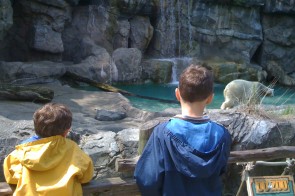 Polar Bears at The Cincinnati Zoo