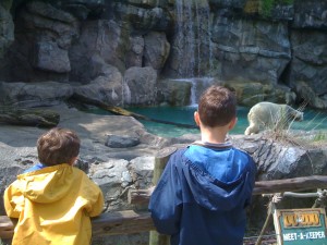 Polar Bears at The Cincinnati Zoo