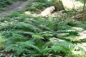 Boone Cliffs ferns slider