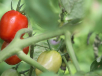 Krohn Edible Tomato