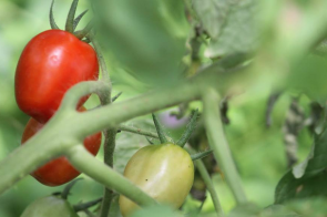 Krohn Edible Tomato