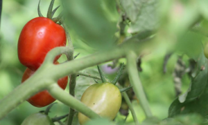 Krohn Edible Tomato