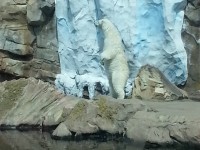 Louisville Zoo Polar Bear