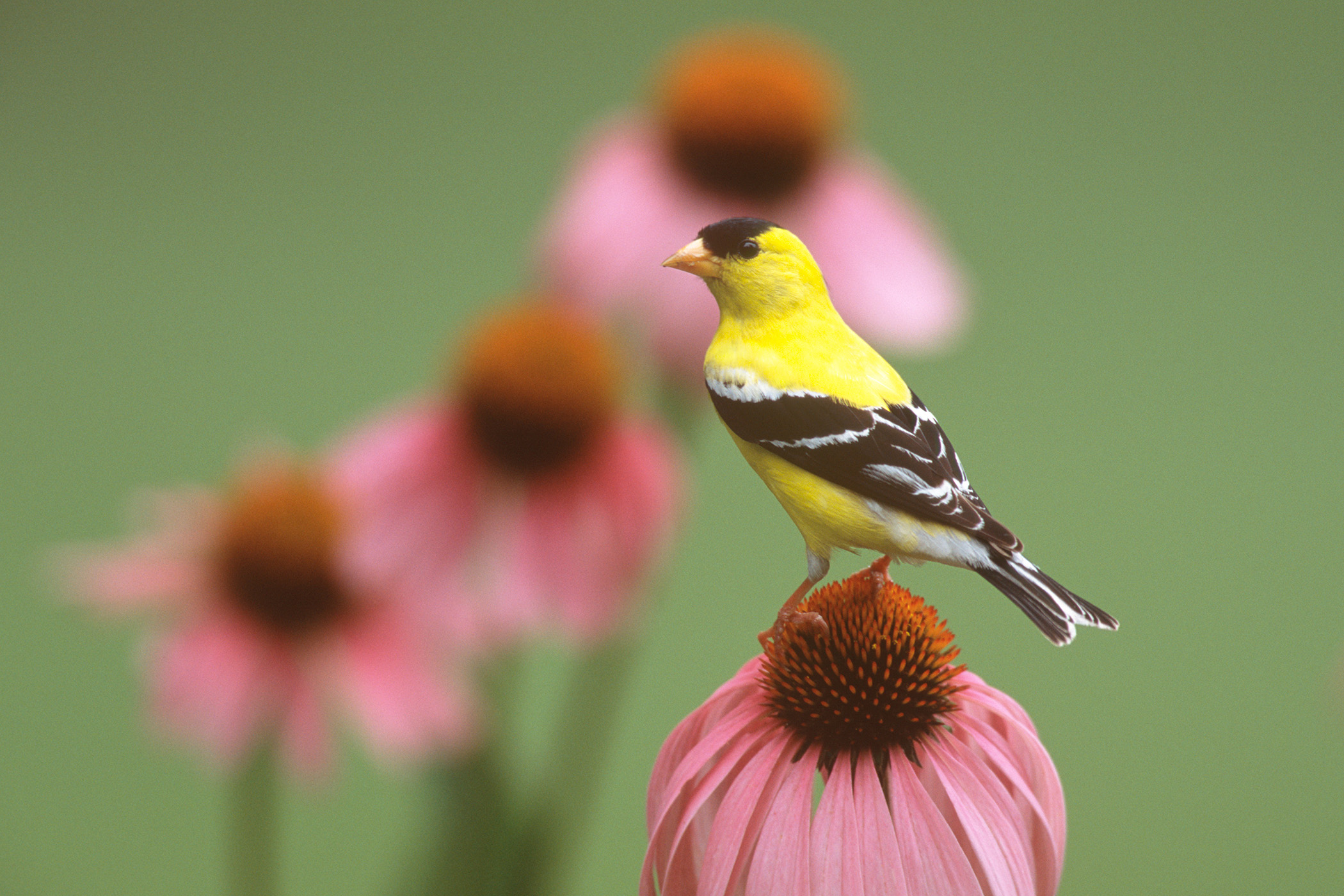 American Goldfinch on Purple Coneflower - Family Friendly Cincinnati