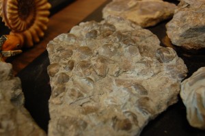 Fossil Embedded Rock