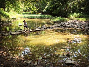 Wolsing Trails Henry Creek