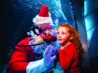 Newport_Aquarium_Scuba_Santa_Ad_CMYK_HR_-2015_Steve_Ziegelmeyer--6035