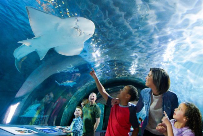 #SharkSummer Begins at Newport Aquarium — One kid free with full-priced adult ticket, and new baby sharks join Shark Central